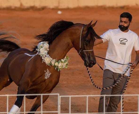 محمد العياف ونظرية “المرح التعليمي”.. كيف جمع بين الخيل والمعرفة؟